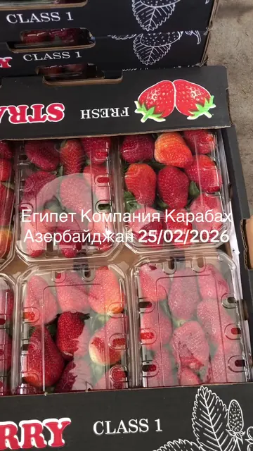 İxrac üçün qablaşdırılmış 1-ci sort çiyələk